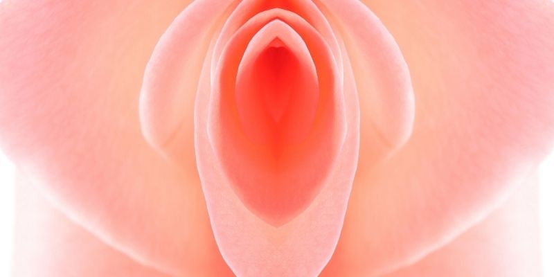 Dikke Van Dale neemt vulvalippen op in woordenboek